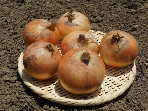 【ラスト2箱！訳あり小粒！】甘み濃厚の伝統固定種！『奥州タマネギ』(5kg)