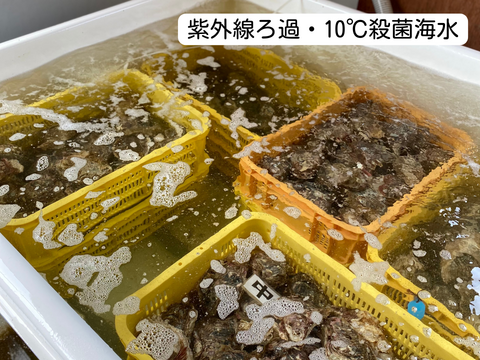 【夏期限定】ヨコタ礁天然岩牡蠣_生食用　Ａセット（小3個、大2個入）