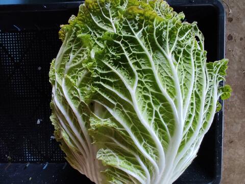 ✨農薬・化成肥料不使用の新鮮白菜「魂の白菜」特大サイズ×1玉+下仁田ネギ+旬のお野菜✨