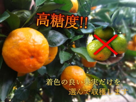 大感動！超濃厚！糖度16度越えも！魔法のみかんとネットで話題！こんなみかん食べた事ない！極早生みかん「ゆら早生」の最高峰！薄皮と濃厚な味わいで毎年リピ続出「ゆらりん」お試し品　約２ｋｇ【225-2k】