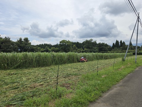 元気たっぷり有機スナップエンドウ(500g×2)