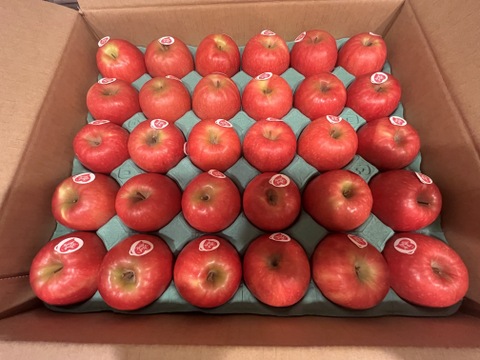 発送中🍎ピンクレディー®︎  5キロ箱 16玉〜33玉サイズ  長野県 信州 安曇野 リンゴ 幻 幻のリンゴ 予約 希少 ID64029 ピンクレディー