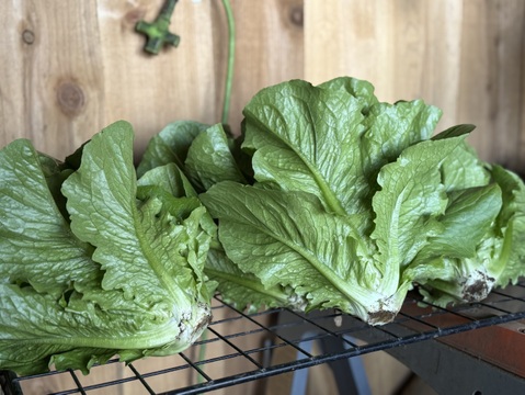 採れたて！旬の野菜セットS