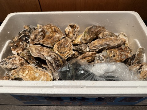 【期間限定10％値引き販売中】🦪 生食用４ｋｇ（24~64粒） 殻付き 牡蠣 牡蛎 殻付き牡蛎 kaki カキ 松島牡蠣屋 生牡蠣にも、BBQに最適🔥 海産物 オイスター A