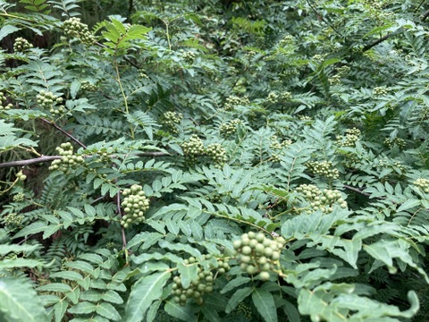 天然実山椒　1キログラム　京都産
