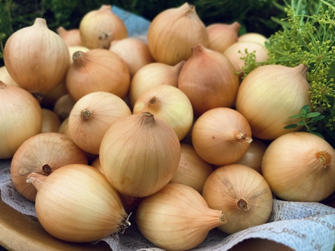 ハーブ農家が栽培した農薬不使用ペコロス5kg(サイズ混合)