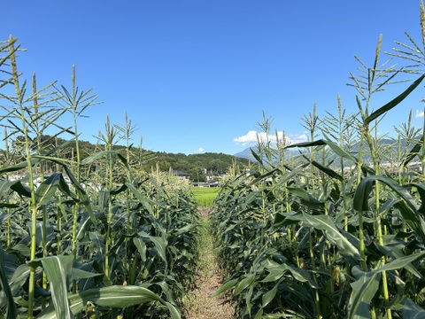 【2025年夏🌽予約受付中】
✨まさに“おおもの”級の甘さ✨
朝採れ直送｜黄色い超特大とうもろこし 4kgセット（約10〜12本）