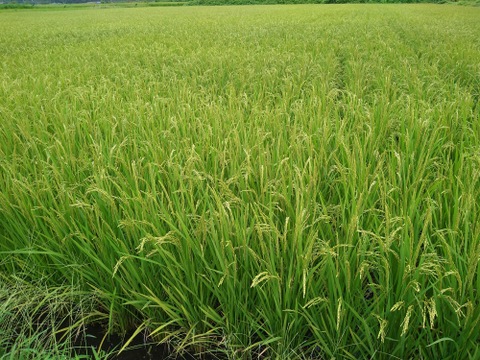 【家族のためのお米(9kg)を食べてみませんか】米粒成長期の農薬ゼロなので、安心とおいしさを味わってください。化学肥料不使用なので米粒は小さめです。ひとめぼれ9kg　標準精米、玄米も可。