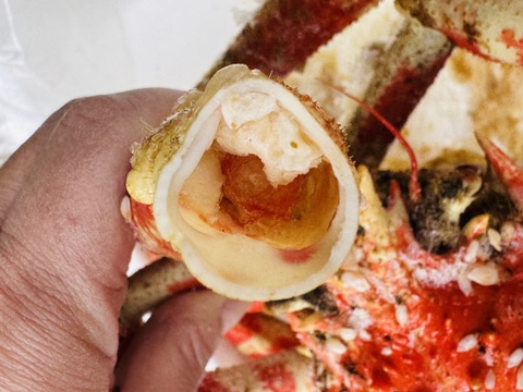 【訳あり】茹で上がり高足ガニ1.5kg