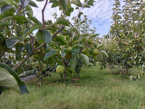 甲州百目（干し柿用渋柿）ご家庭用4ｋｇ(12～16個）