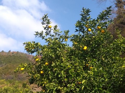 最終　和歌山県橋本市　ご家庭用八朔　サイズM以上(直径約8cm以上)　10キロ箱込み