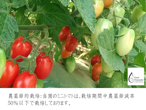 予約販売 ミニトマトジュース(北海道仁木町産アイコ100%)１L ×６本～無塩、無糖