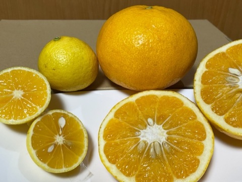 甘夏とゴールデンオレンジのミックス5 キロ
