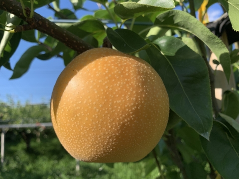 7月の梨☀️　千葉県産【香麗】3㎏『7～9玉入』市川のなし　※フルーツキャップ個装