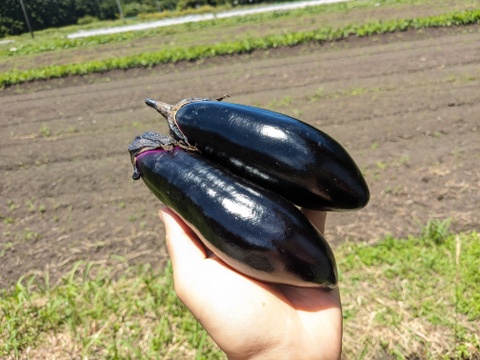 【未来をつくる笑み野菜】宮崎県産☆季節のお野菜セットS( 7品目程度)