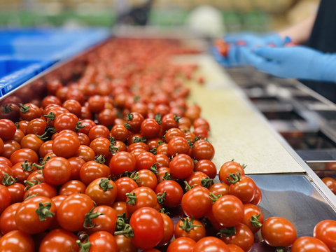 🍅通常品の20％引！◆訳あってお買い得❣◆採ったまんまの「ミニトマト」(1.8kg）