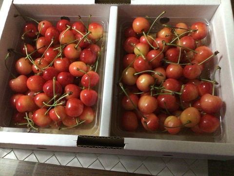 【発送は６月上旬～】さくらんぼ 佐藤錦３５０ｇ×２「訳ありですが味に自信あり!!」