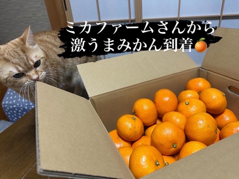 年末年始におすすめ！甘くコクのある石地温州みかん 約5kg【ゲン担ぎ福袋】