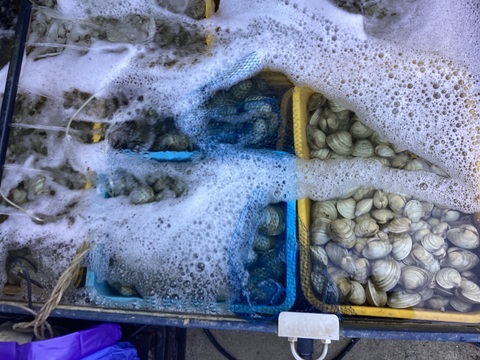 全国送料無料！大きなホンビノス貝10玉（100g~150g程度）