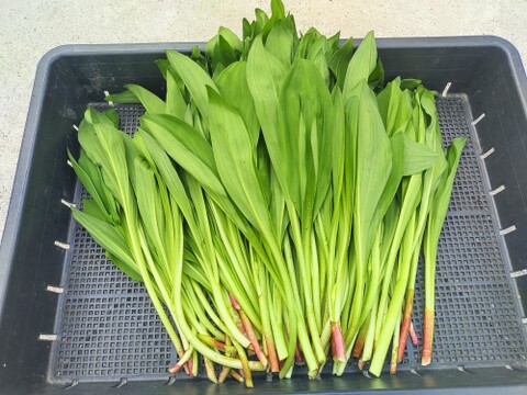 随時出荷中！行者にんにく500g 「やわらか若葉」幻の山菜：宮城