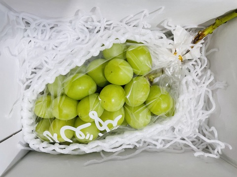 【農薬節約栽培】種なしシャインマスカット 　1房（約450g）