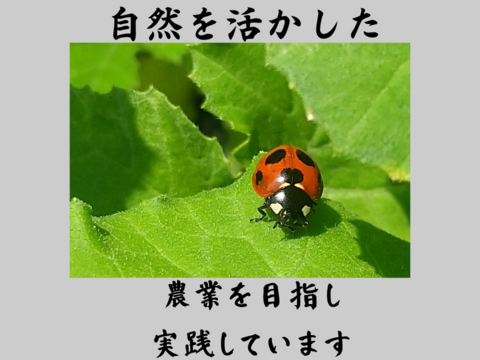 風味豊かな農薬不使用の有機黒豆18kg  6kg大袋  北海道の大地で育った、いわいくろ　１２月１８日ころより発送予定