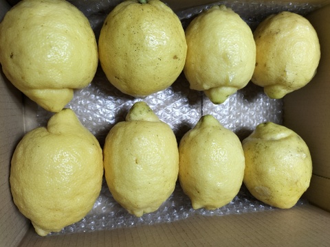 広島県産！木なり夏レモン(約19〜20個、ゆうパック80サイズ)：広島県産