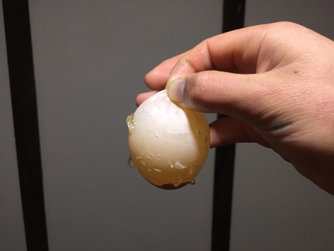 自然豊かな向津具半島・放し飼い有精卵２４個　一羽あたり六畳の超低密度飼育　自家製発酵飼料・名水百選湧水