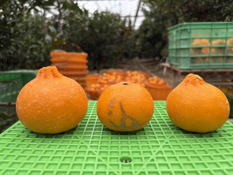 柑橘の大トロせとか！(訳あり 5kg)