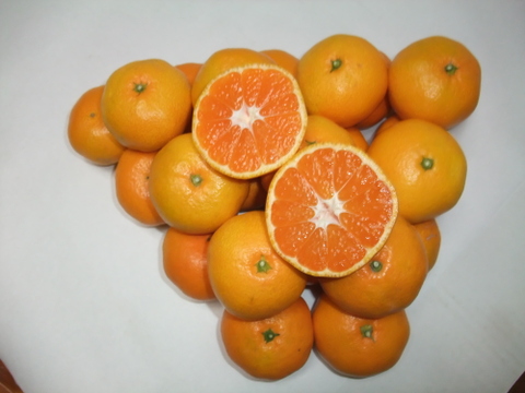 とにかく甘い！ひめまる石地みかん（小玉5Kg）