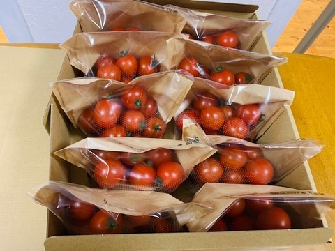甘さと鮮やかな紅色、ミニトマト　❝千果❞　200g10袋（2kg入り）