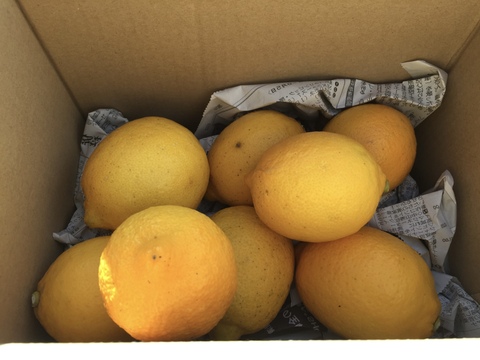 【収穫したて発送】ねこ農園のレモンお得な2kg【ノーワックス】