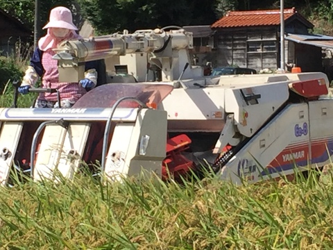 令和７年9月に刈り取りました新米☆☆いのちの壱(超大粒)☆酵素散布米いのちの壱 玄米5キロ精米無量