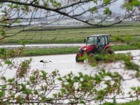 コウノトリ舞いおりるコシヒカリ 特別栽培米 六方銀米 玄米 5ｋｇ