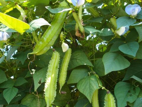 季節の野菜セット(5品目以上)