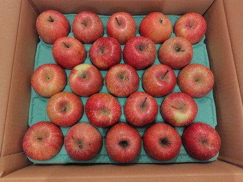 青森県産ミニサンふじ　5キロ