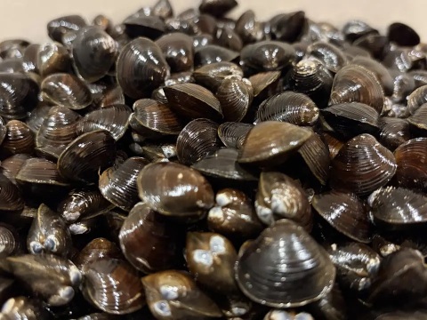 地元でしか買えない大サイズ１kg　十三湖産「大和しじみ」