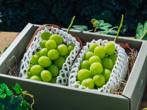 パリッとジューシー！香り弾ける！『シャインマスカット』（２房/合計約１.２kg）【贈答・ご褒美】