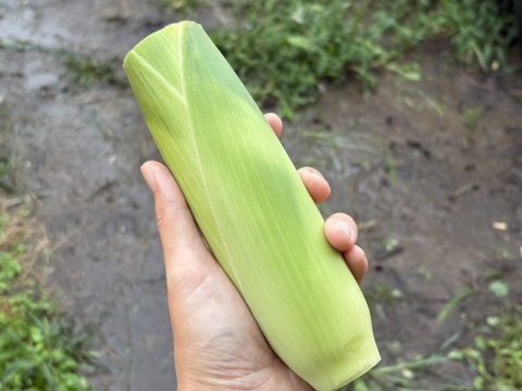 ご家庭用カット品100｜信州産｜生糖もろこし