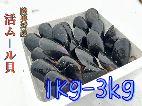 【天然✨陸奥湾産】活ムール貝【1Kg/2kg/3kg】