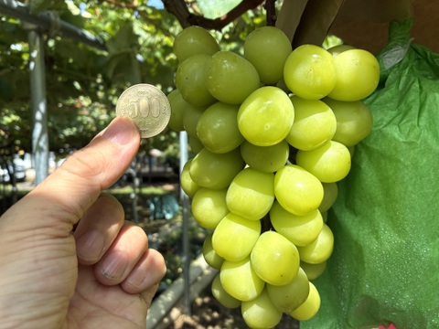 限定1点ﾓﾉ！:特大大粒1房約800g☆山梨県産シャインマスカット贈答　ギフト　家庭用にも　予約⑦