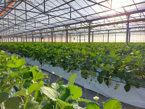 完熟よつぼし☆２トレイ（４０粒入り）