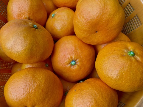 【柑橘食べ比べ】甘平2kg＋デコ(不知火)2kg　旬の柑橘食べ比べセット！