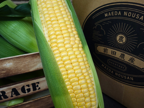 高糖度スイーツコーン５kg　島原湧水育ち　甘いとうもろこし