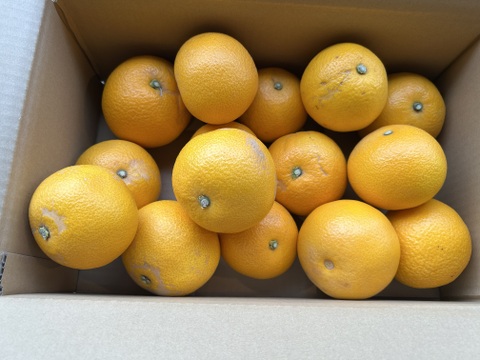 『紀の川八朔』　訳あり（外皮）　M〜２L混合5kg  味は一緒　ご家庭用　お得です！