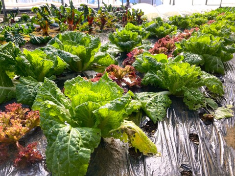 【冬ギフト】おまかせ季節の野菜セット【10品目】【熨斗対応可】＃栽培期間中農薬・化学肥料不使用