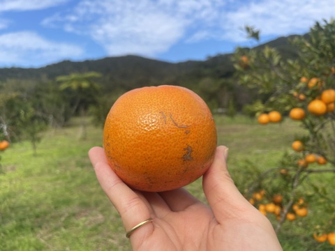 果汁たっぷり奄美産タンカン（ご家庭用・5kg）