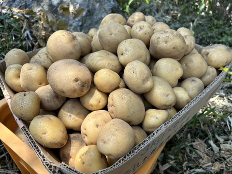 初収穫 寄居発 華麗じゃが芋 5kg ホクホク品種