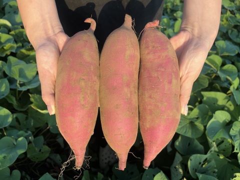 しっとり甘い！｢あまはづき｣ 箱込み約9.8kg(土付き)