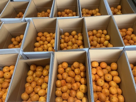 濃熟！三ヶ日ひづるみかん（早生小玉セレクト）4㎏